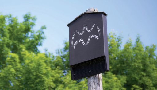 A bat box perched on a post