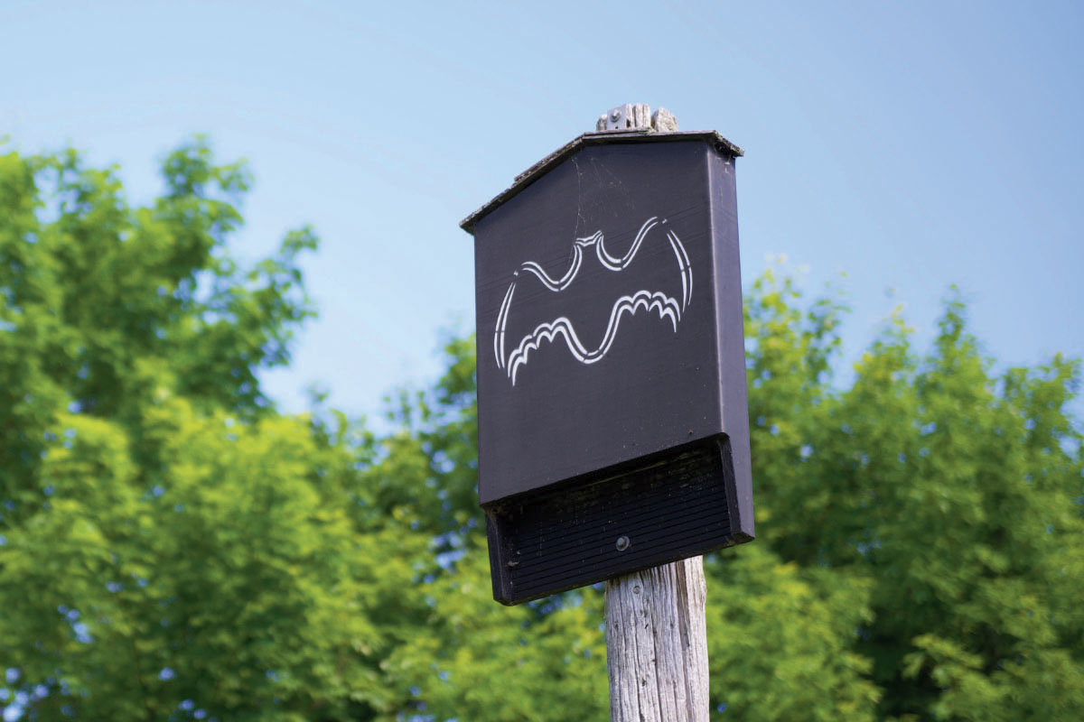 A bat box perched on a post