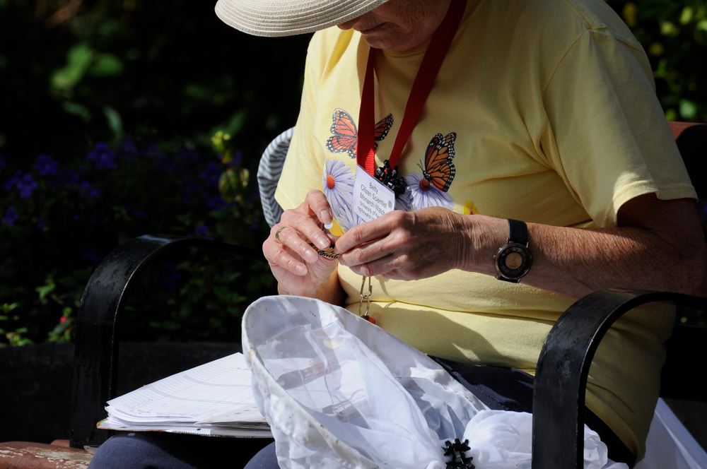 A man tagging a monarch butterfly