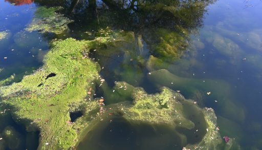A photo of floating algae