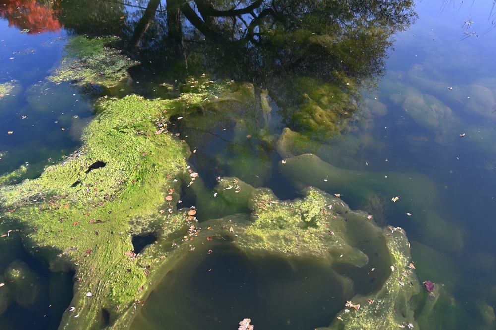 A photo of floating algae