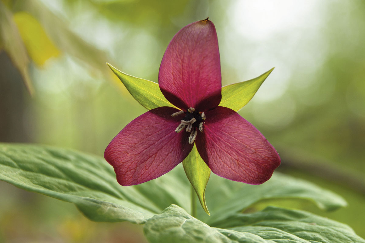 A red trillium in bloom