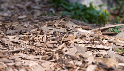 Close-up of a wood chip path
