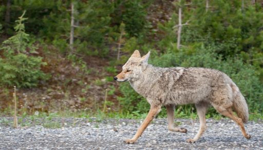 A coyote trotting down a path