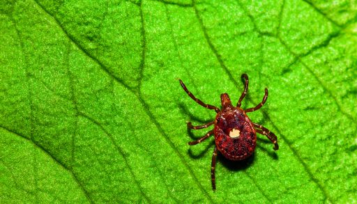 A lone star tick on a green leaf