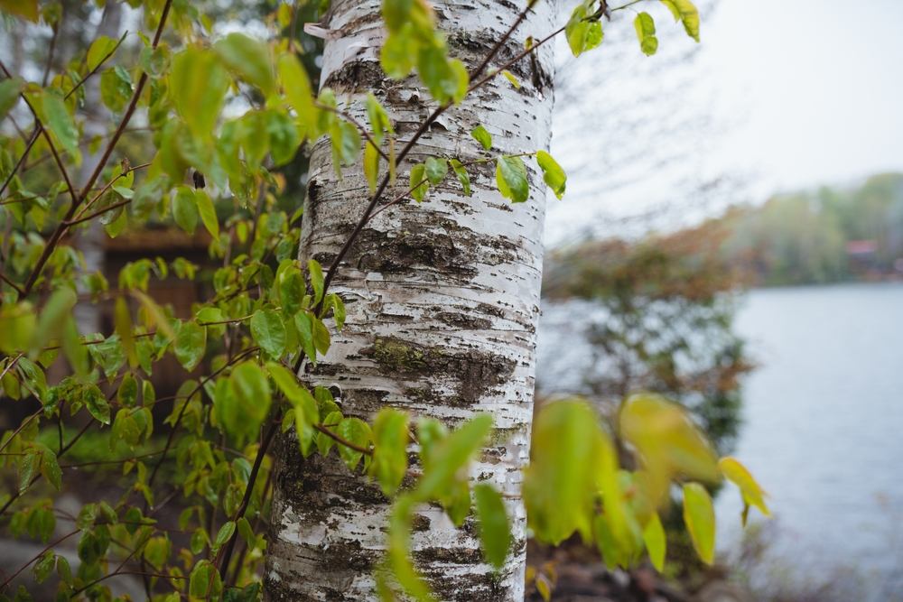 Close up of a birch tree at a lake
