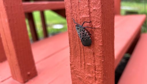 Bug pest spotted lanternfly outdoor insect invasive species