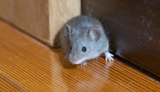 A mouse in a corner