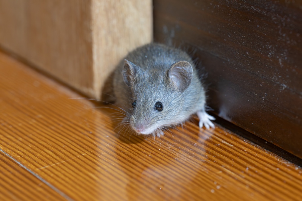 A mouse in a corner
