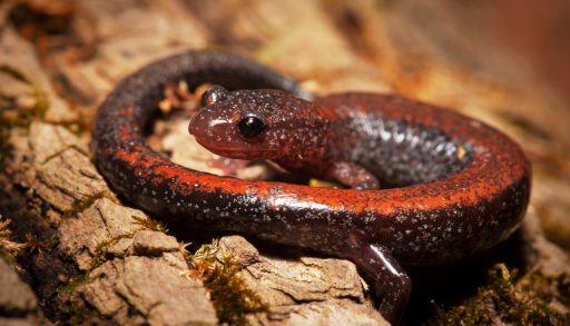 A red-backed salamander in leaf litter