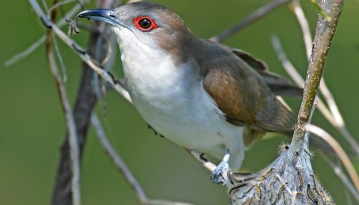 A black-billed cuckoo with a caterpillar in its mouth