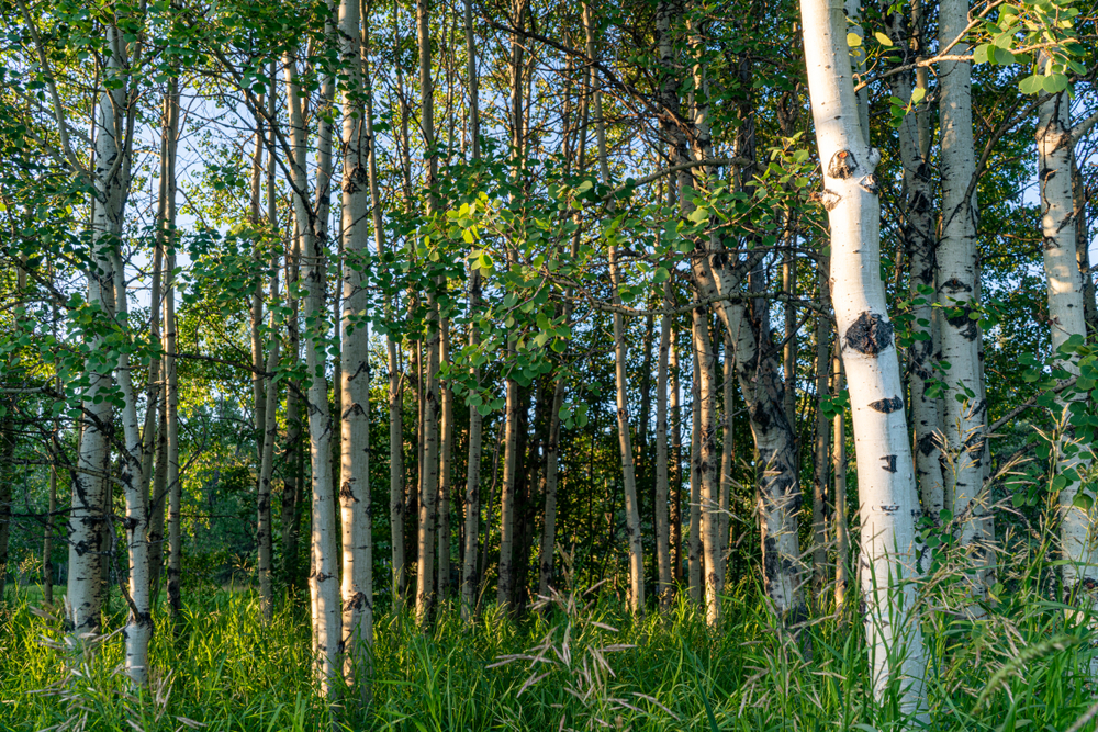 Aspen Trees in a forest in Kananaskis Country, Alberta, Canada