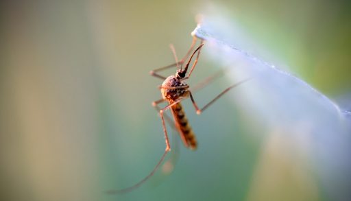 Close-up of a mosquito clinging to a translucent object