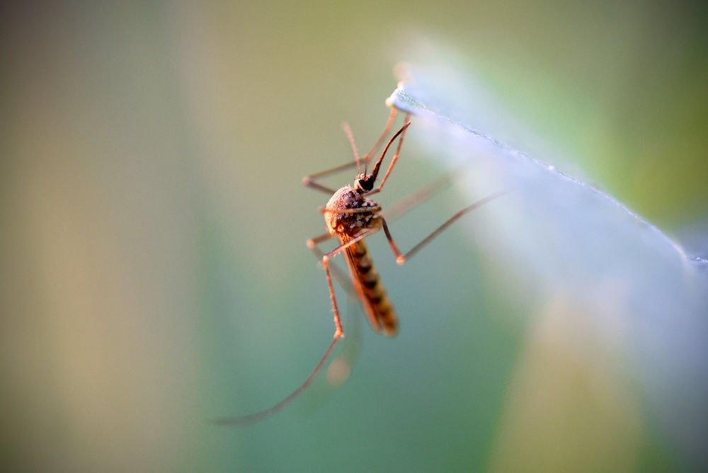 Close-up of a mosquito clinging to a translucent object