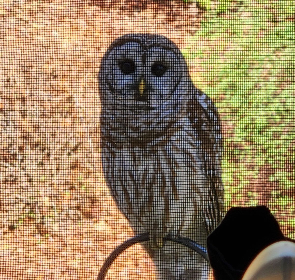 A barred owl looking through a window screen