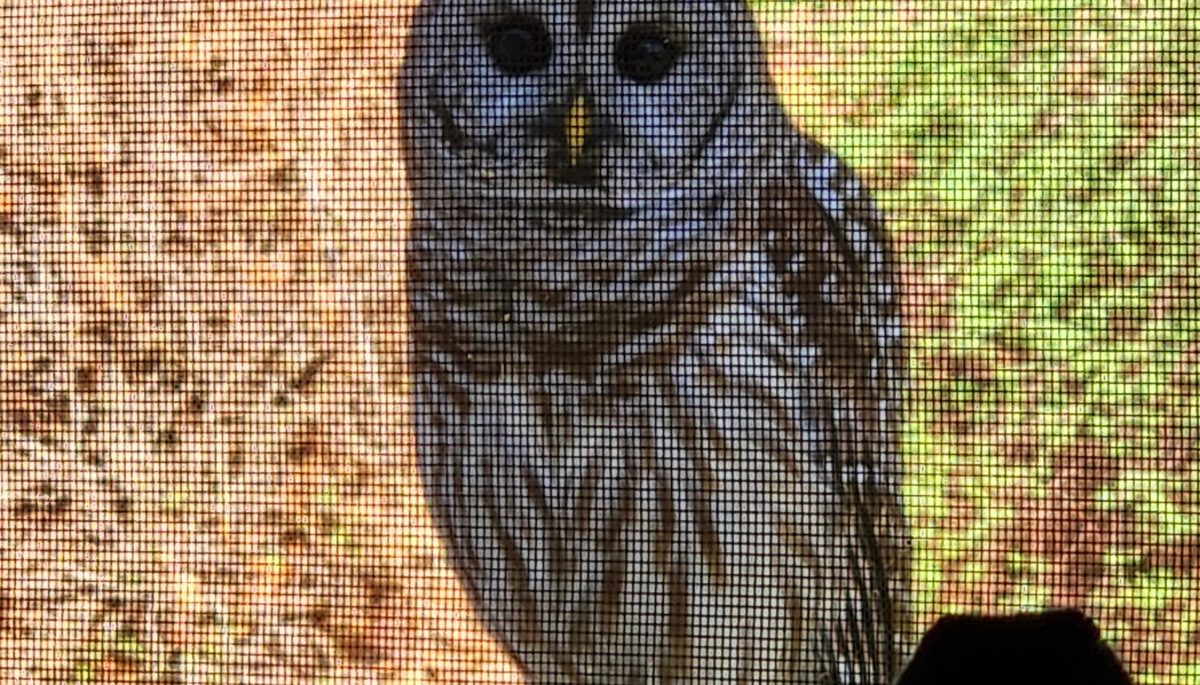A barred owl looking through a window screen