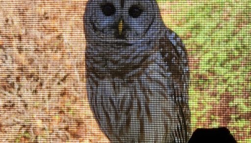 A barred owl looking through a window screen