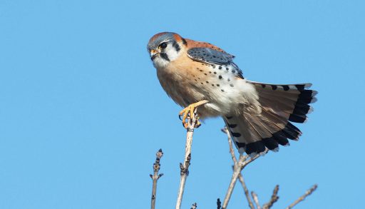 An American kestrel perched on a stick