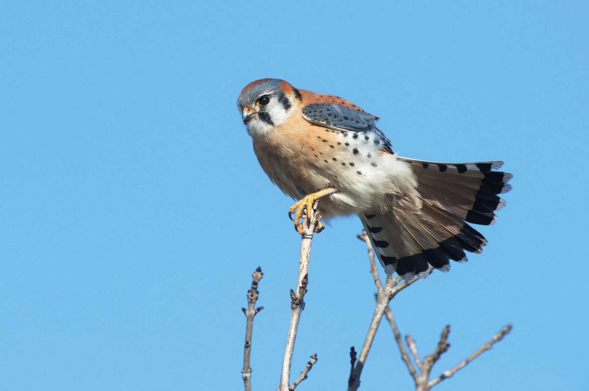 An American kestrel perched on a stick