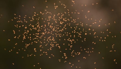 Swarm of tiny mosquitoes in evening light