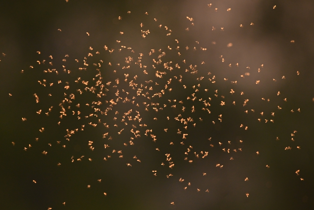 Swarm of tiny mosquitoes in evening light