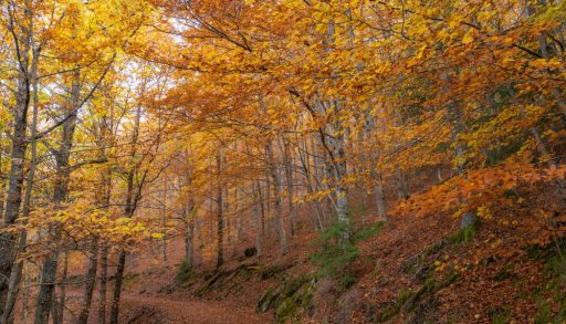 A fall scene of a path