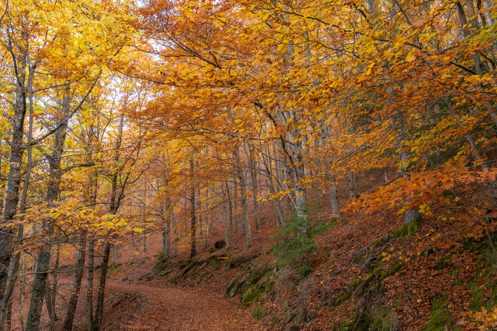 A fall scene of a path