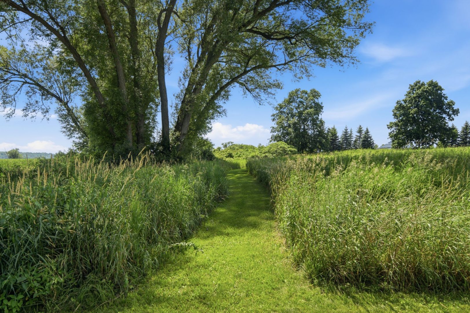 A grass path through tall grass