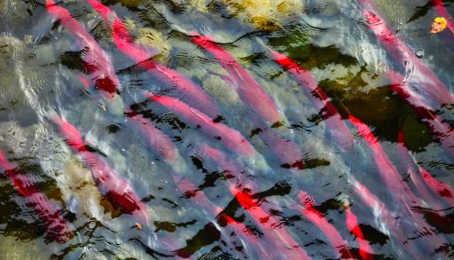 Salmon,Run,At,Adams',River,On,A,Dominant,Year.,The