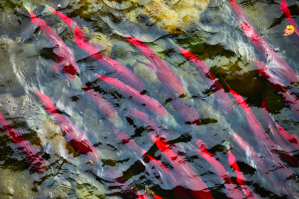 Salmon,Run,At,Adams',River,On,A,Dominant,Year.,The