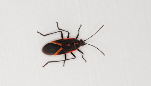A box elder bug on the side of a building