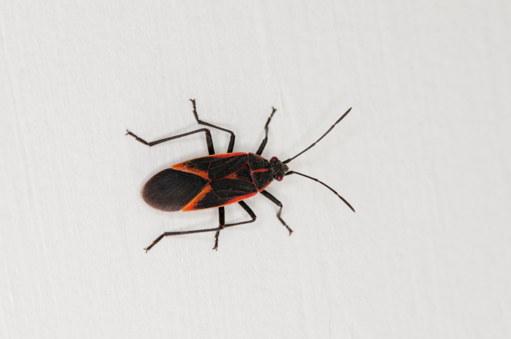 A box elder bug on the side of a building